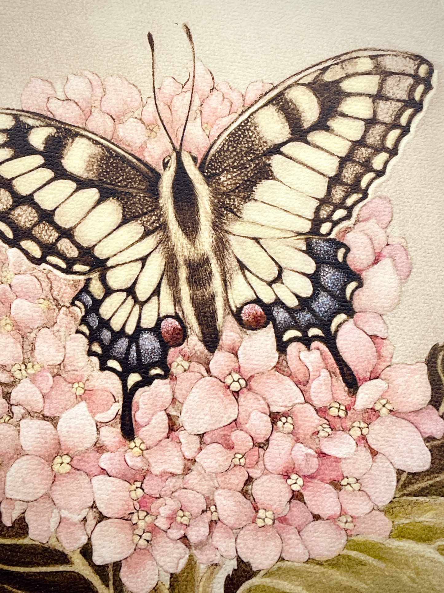 Swallowtail_Hydrangea_Art_Print_Sze_Jones_CloseUp
