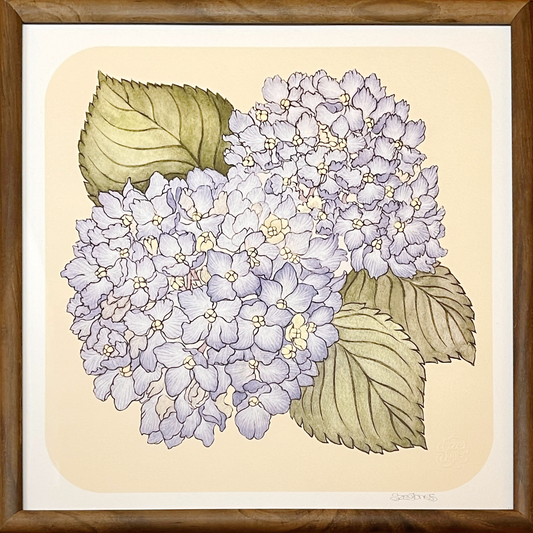 Hydrangea_Sze_Jones_Framed