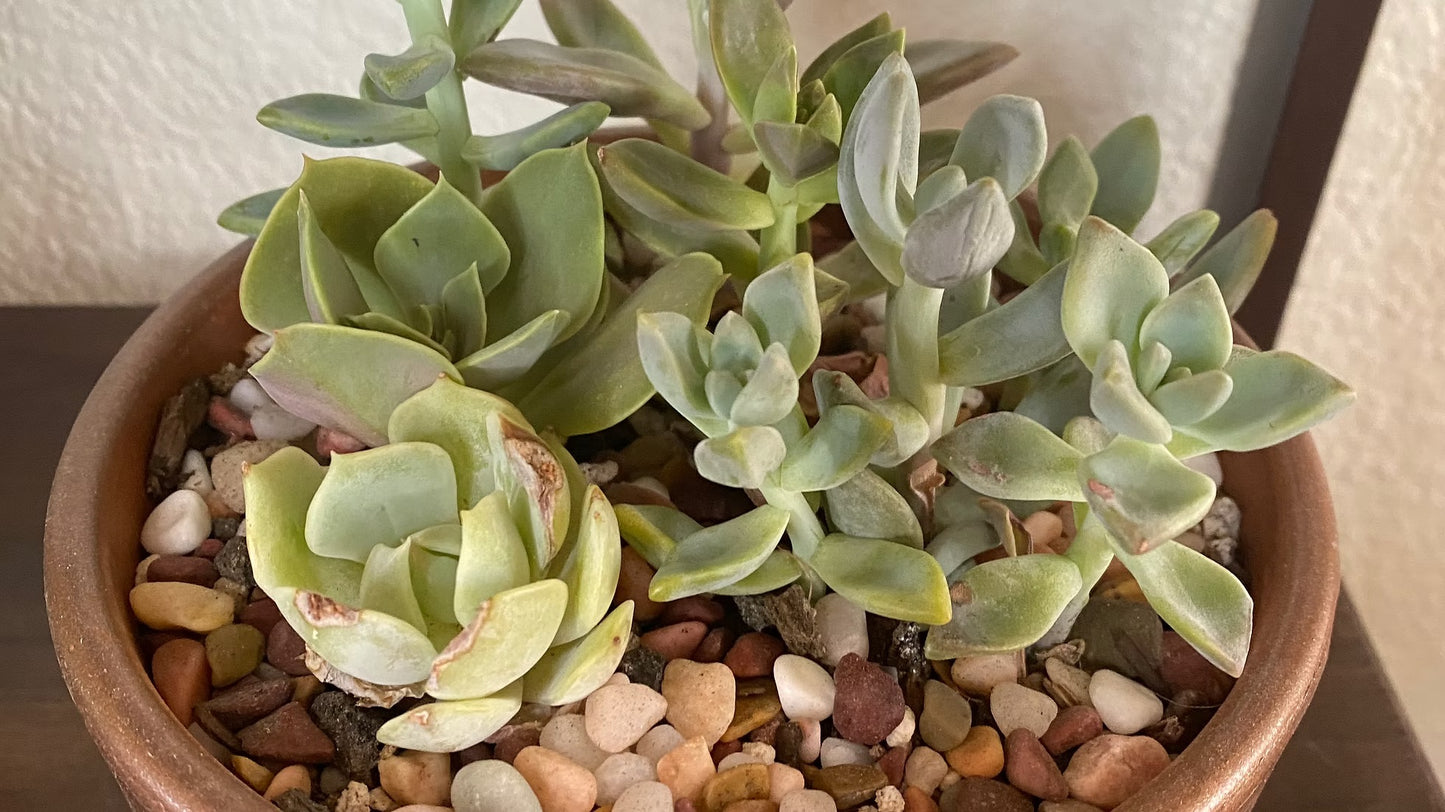 Succulent Class with The Root Shed
