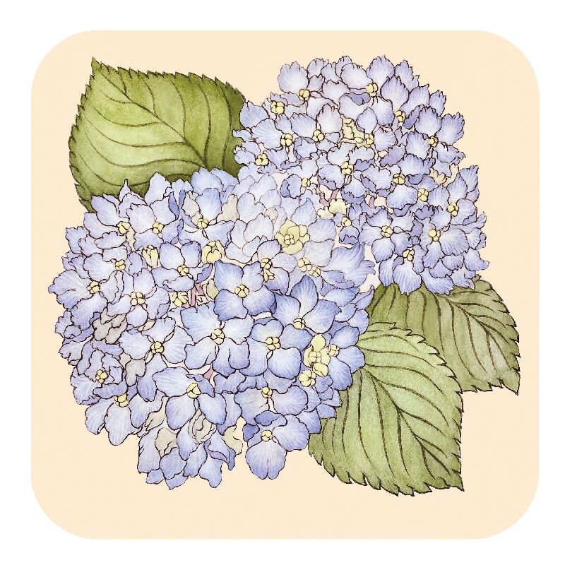 Blue_Hydrangea_Sze_Jones_Art_Print