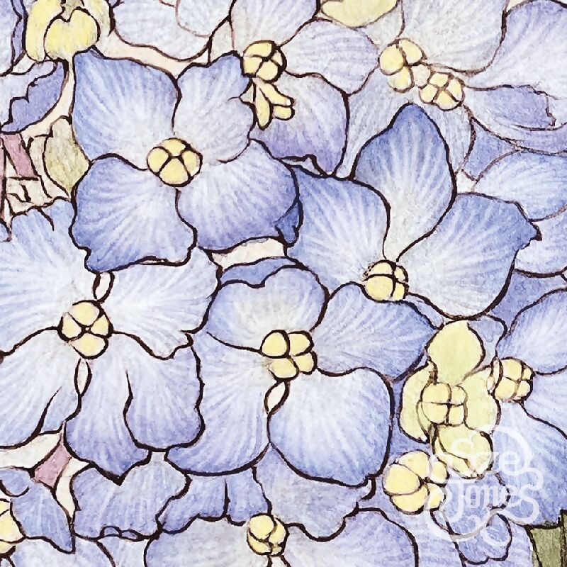 Blue_Hydrangea_Petals_Sze_Jones