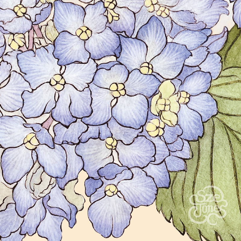 Blue_Hydrangea_Clusters_Sze_Jones